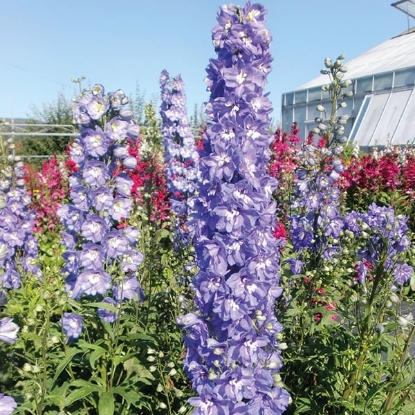 Picture of Delphinium Pacific Giants - Summer Skies